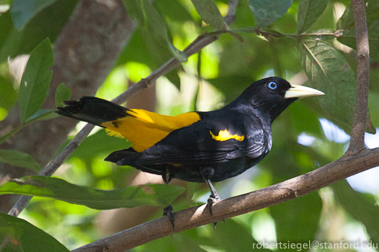 yellow-rumped cacique